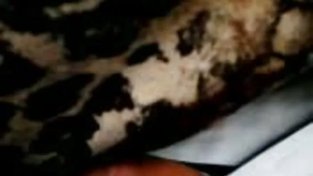 नि: शुल्क अश्लील कोई पंजीकरण  वेरोनिका जेट ने एक कठिन सेक्सी पिक्चर वीडियो पिक्चर मुर्गा जगाया
